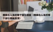 胰腺在人体的哪个部位图解（胰腺在人体的哪个部位图解高清）