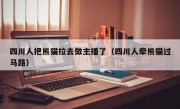 四川人把熊猫拉去做主播了（四川人牵熊猫过马路）
