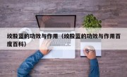绞股蓝的功效与作用（绞股蓝的功效与作用百度百科）